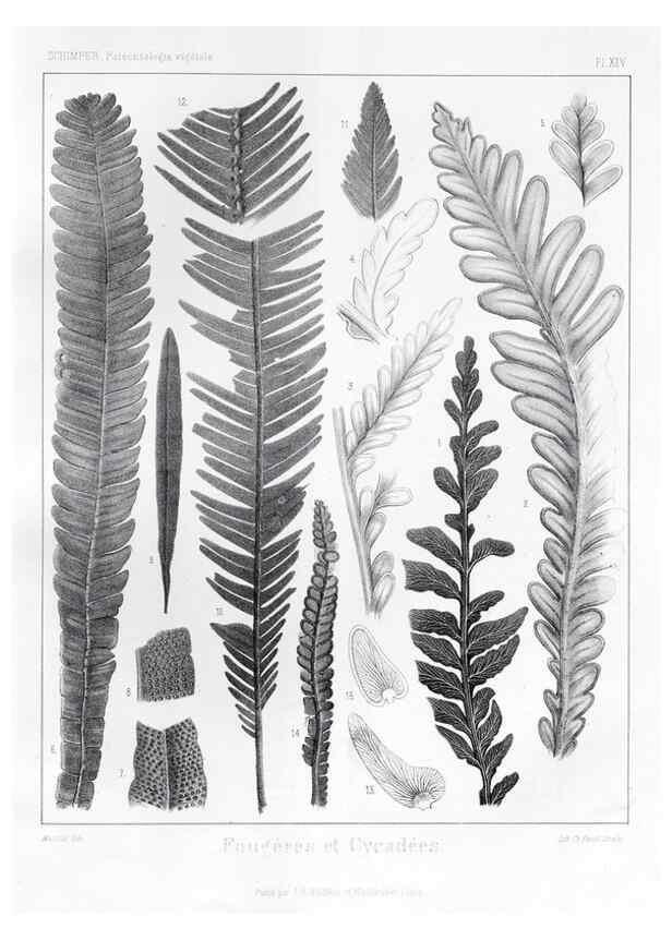 Reproducción/Reproduction 7176631023: Traité de paléontologie végétale, ou, La flore du monde primitif dans ses rapports avec les formations géologiques et la flore du monde actuel /. Paris :J.B. Baillière et fils,1869-1874.