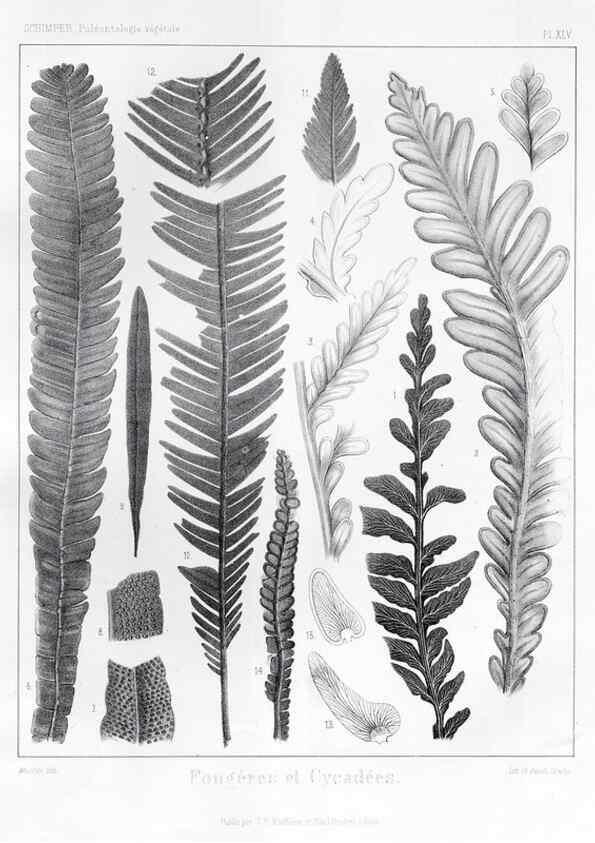 Reproducción/Reproduction 7176631023: Traité de paléontologie végétale, ou, La flore du monde primitif dans ses rapports avec les formations géologiques et la flore du monde actuel /. Paris :J.B. Baillière et fils,1869-1874.