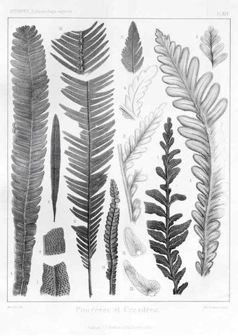 Reproducción/Reproduction 7176631023: Traité de paléontologie végétale, ou, La flore du monde primitif dans ses rapports avec les formations géologiques et la flore du monde actuel /. Paris :J.B. Baillière et fils,1869-1874.