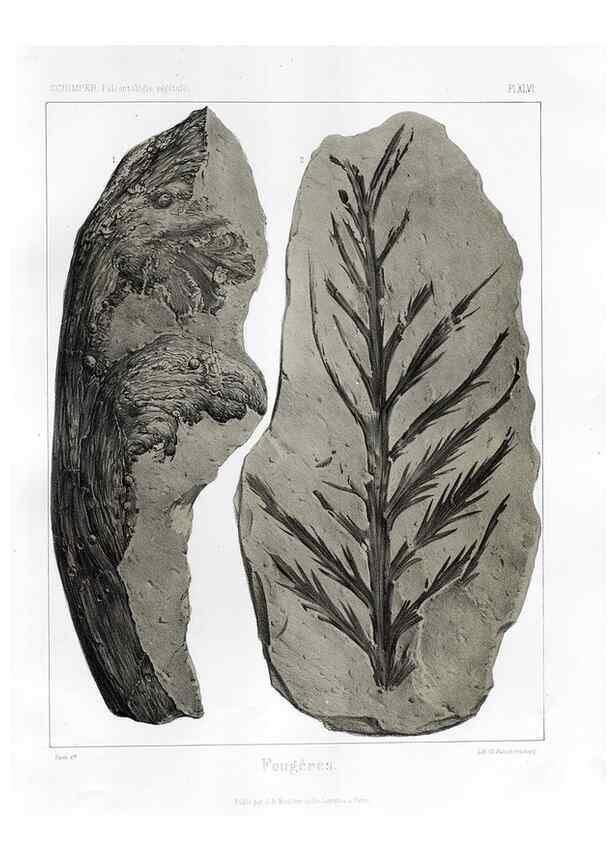 Reproducción/Reproduction 7176632379: Traité de paléontologie végétale, ou, La flore du monde primitif dans ses rapports avec les formations géologiques et la flore du monde actuel /. Paris :J.B. Baillière et fils,1869-1874.