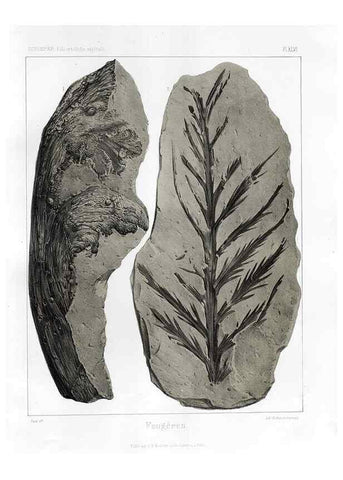 Reproducción/Reproduction 7176632379: Traité de paléontologie végétale, ou, La flore du monde primitif dans ses rapports avec les formations géologiques et la flore du monde actuel /. Paris :J.B. Baillière et fils,1869-1874.