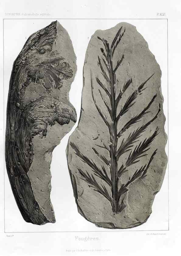 Reproducción/Reproduction 7176632379: Traité de paléontologie végétale, ou, La flore du monde primitif dans ses rapports avec les formations géologiques et la flore du monde actuel /. Paris :J.B. Baillière et fils,1869-1874.