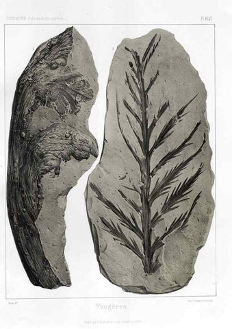 Reproducción/Reproduction 7176632379: Traité de paléontologie végétale, ou, La flore du monde primitif dans ses rapports avec les formations géologiques et la flore du monde actuel /. Paris :J.B. Baillière et fils,1869-1874.