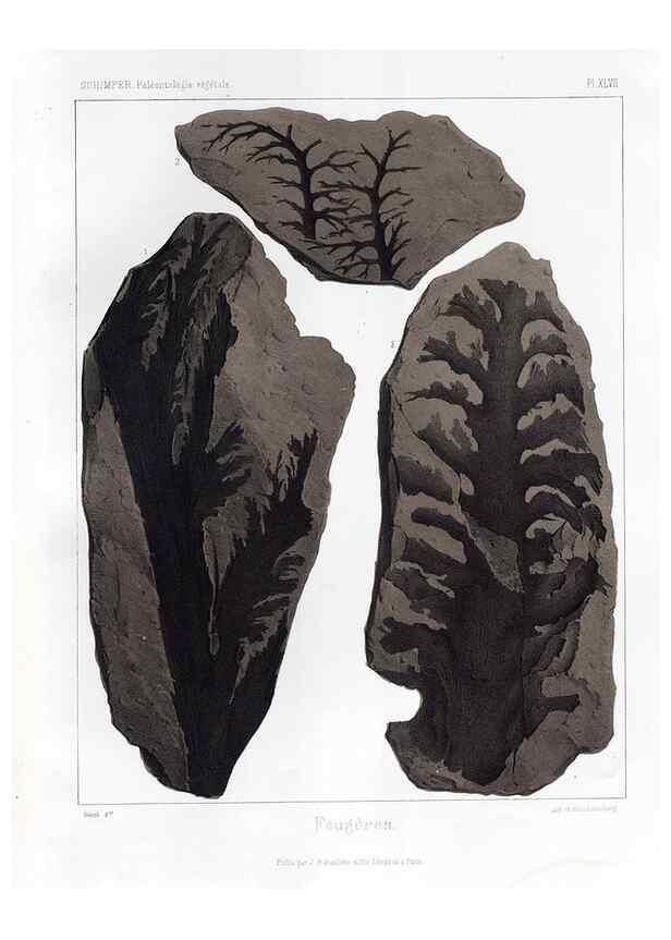 Reproducción/Reproduction 7361858688: Traité de paléontologie végétale, ou, La flore du monde primitif dans ses rapports avec les formations géologiques et la flore du monde actuel /. Paris :J.B. Baillière et fils,1869-1874.
