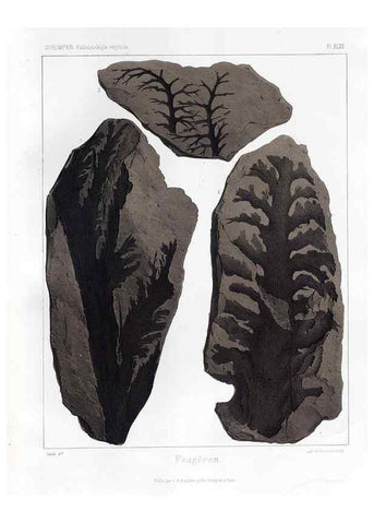 Reproducción/Reproduction 7361858688: Traité de paléontologie végétale, ou, La flore du monde primitif dans ses rapports avec les formations géologiques et la flore du monde actuel /. Paris :J.B. Baillière et fils,1869-1874.
