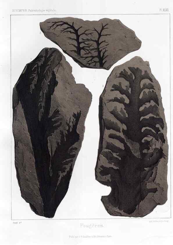 Reproducción/Reproduction 7361858688: Traité de paléontologie végétale, ou, La flore du monde primitif dans ses rapports avec les formations géologiques et la flore du monde actuel /. Paris :J.B. Baillière et fils,1869-1874.