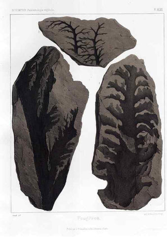 Reproducción/Reproduction 7361858688: Traité de paléontologie végétale, ou, La flore du monde primitif dans ses rapports avec les formations géologiques et la flore du monde actuel /. Paris :J.B. Baillière et fils,1869-1874.