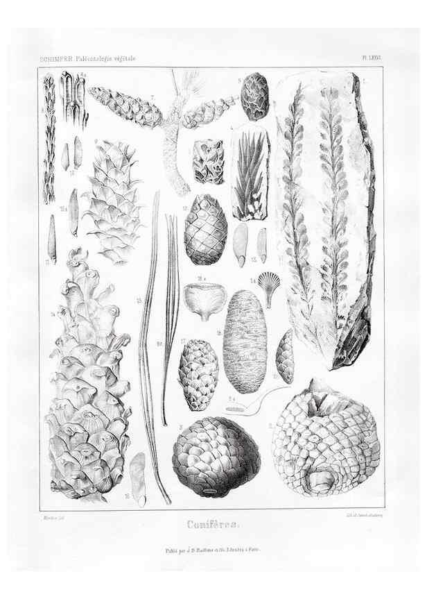 Reproducción/Reproduction 7361904058: Traité de paléontologie végétale, ou, La flore du monde primitif dans ses rapports avec les formations géologiques et la flore du monde actuel /. Paris :J.B. Baillière et fils,1869-1874.