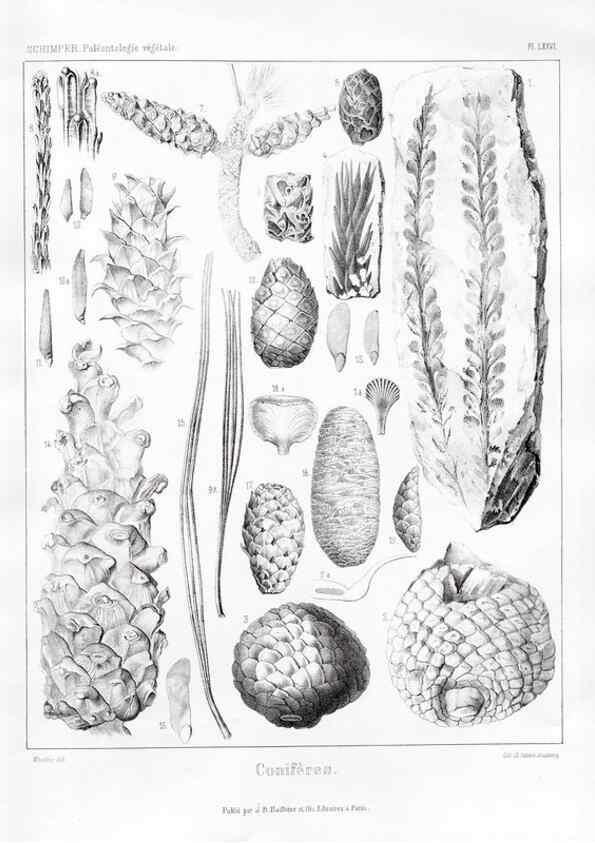 Reproducción/Reproduction 7361904058: Traité de paléontologie végétale, ou, La flore du monde primitif dans ses rapports avec les formations géologiques et la flore du monde actuel /. Paris :J.B. Baillière et fils,1869-1874.