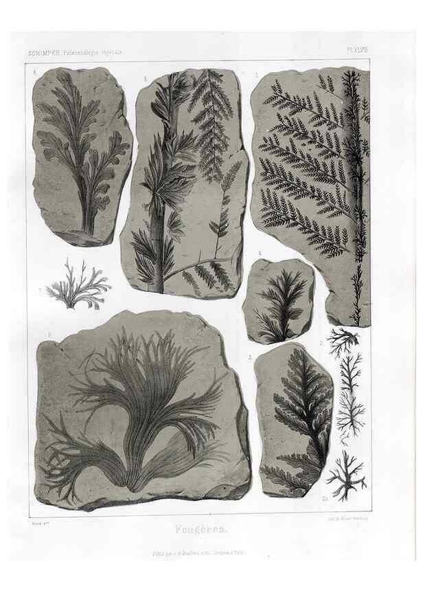 Reproducción/Reproduction 7361860596: Traité de paléontologie végétale, ou, La flore du monde primitif dans ses rapports avec les formations géologiques et la flore du monde actuel /. Paris :J.B. Baillière et fils,1869-1874.