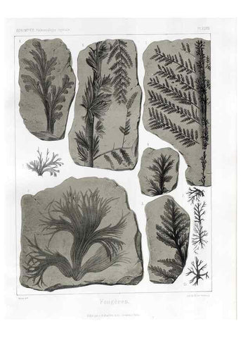 Reproducción/Reproduction 7361860596: Traité de paléontologie végétale, ou, La flore du monde primitif dans ses rapports avec les formations géologiques et la flore du monde actuel /. Paris :J.B. Baillière et fils,1869-1874.