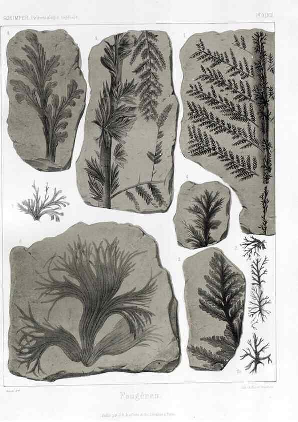 Reproducción/Reproduction 7361860596: Traité de paléontologie végétale, ou, La flore du monde primitif dans ses rapports avec les formations géologiques et la flore du monde actuel /. Paris :J.B. Baillière et fils,1869-1874.