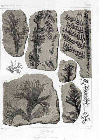 Reproducción/Reproduction 7361860596: Traité de paléontologie végétale, ou, La flore du monde primitif dans ses rapports avec les formations géologiques et la flore du monde actuel /. Paris :J.B. Baillière et fils,1869-1874.