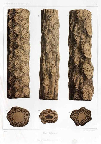 Reproducción/Reproduction 7176639297: Traité de paléontologie végétale, ou, La flore du monde primitif dans ses rapports avec les formations géologiques et la flore du monde actuel /. Paris :J.B. Baillière et fils,1869-1874.
