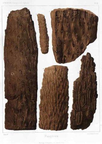 Reproducción/Reproduction 7361865276: Traité de paléontologie végétale, ou, La flore du monde primitif dans ses rapports avec les formations géologiques et la flore du monde actuel /. Paris :J.B. Baillière et fils,1869-1874.