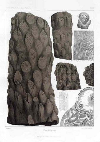 Reproducción/Reproduction 7176642149: Traité de paléontologie végétale, ou, La flore du monde primitif dans ses rapports avec les formations géologiques et la flore du monde actuel /. Paris :J.B. Baillière et fils,1869-1874.