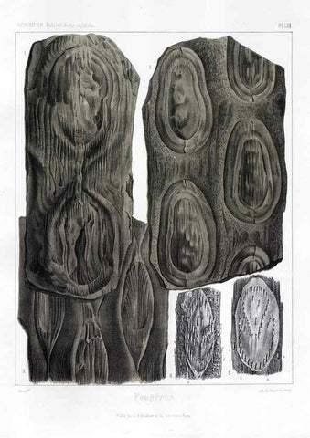 Reproducción/Reproduction 7361868418: Traité de paléontologie végétale, ou, La flore du monde primitif dans ses rapports avec les formations géologiques et la flore du monde actuel /. Paris :J.B. Baillière et fils,1869-1874.