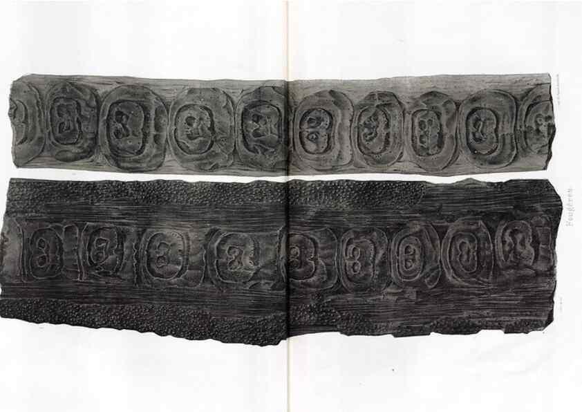 Reproducción/Reproduction 7361870302: Traité de paléontologie végétale, ou, La flore du monde primitif dans ses rapports avec les formations géologiques et la flore du monde actuel /. Paris :J.B. Baillière et fils,1869-1874.