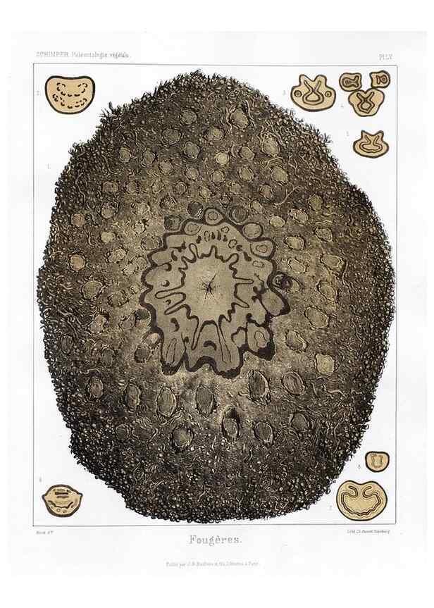 Reproducción/Reproduction 7176647775: Traité de paléontologie végétale, ou, La flore du monde primitif dans ses rapports avec les formations géologiques et la flore du monde actuel /. Paris :J.B. Baillière et fils,1869-1874.