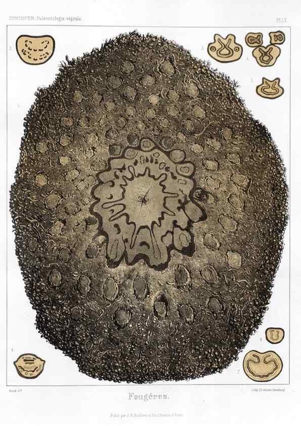 Reproducción/Reproduction 7176647775: Traité de paléontologie végétale, ou, La flore du monde primitif dans ses rapports avec les formations géologiques et la flore du monde actuel /. Paris :J.B. Baillière et fils,1869-1874.
