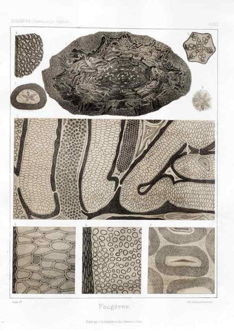Reproducción/Reproduction 7176649337: Traité de paléontologie végétale, ou, La flore du monde primitif dans ses rapports avec les formations géologiques et la flore du monde actuel /. Paris :J.B. Baillière et fils,1869-1874.