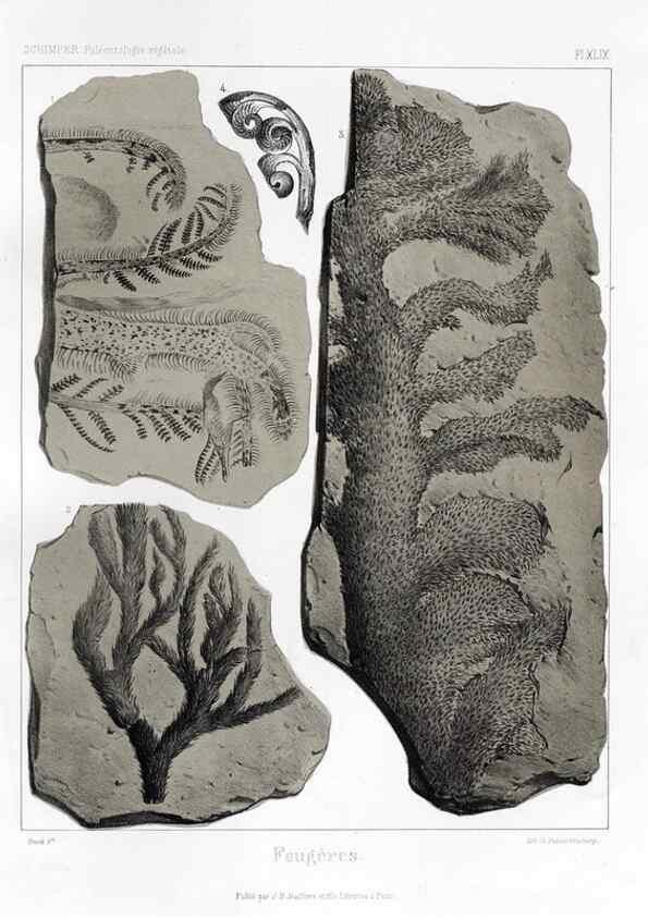 Reproducción/Reproduction 7361862300: Traité de paléontologie végétale, ou, La flore du monde primitif dans ses rapports avec les formations géologiques et la flore du monde actuel /. Paris :J.B. Baillière et fils,1869-1874.