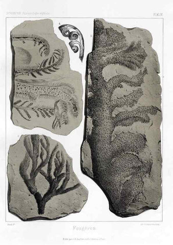Reproducción/Reproduction 7361862300: Traité de paléontologie végétale, ou, La flore du monde primitif dans ses rapports avec les formations géologiques et la flore du monde actuel /. Paris :J.B. Baillière et fils,1869-1874.