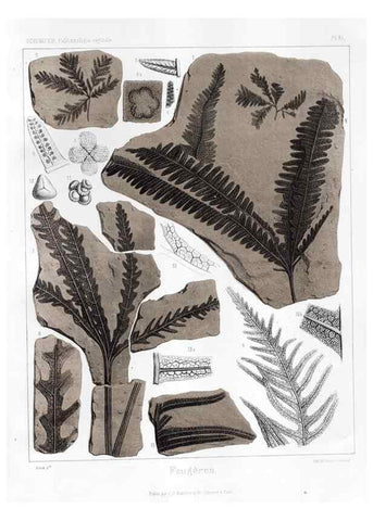 Reproducción/Reproduction 7176622937: Traité de paléontologie végétale, ou, La flore du monde primitif dans ses rapports avec les formations géologiques et la flore du monde actuel /. Paris :J.B. Baillière et fils,1869-1874.