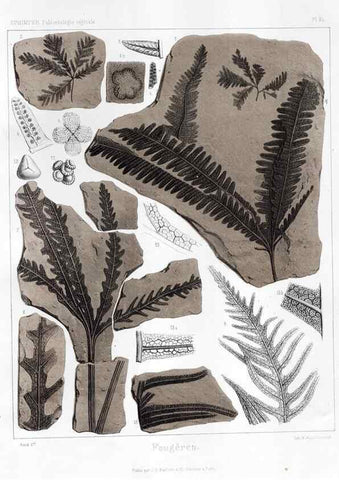 Reproducción/Reproduction 7176622937: Traité de paléontologie végétale, ou, La flore du monde primitif dans ses rapports avec les formations géologiques et la flore du monde actuel /. Paris :J.B. Baillière et fils,1869-1874.