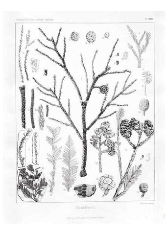 Reproducción/Reproduction 7361905292: Traité de paléontologie végétale, ou, La flore du monde primitif dans ses rapports avec les formations géologiques et la flore du monde actuel /. Paris :J.B. Baillière et fils,1869-1874.