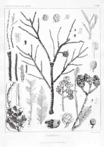 Reproducción/Reproduction 7361905292: Traité de paléontologie végétale, ou, La flore du monde primitif dans ses rapports avec les formations géologiques et la flore du monde actuel /. Paris :J.B. Baillière et fils,1869-1874.