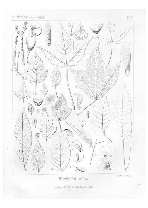 Reproducción/Reproduction 7361935352: Traité de paléontologie végétale, ou, La flore du monde primitif dans ses rapports avec les formations géologiques et la flore du monde actuel /. Paris :J.B. Baillière et fils,1869-1874.