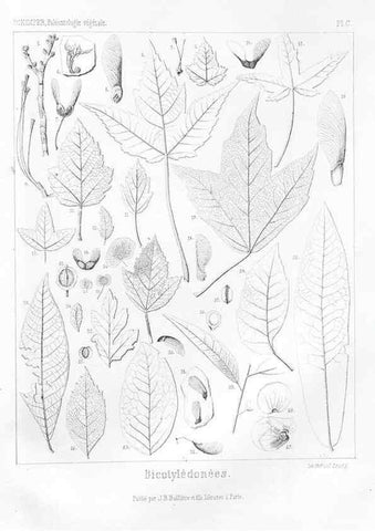 Reproducción/Reproduction 7361935352: Traité de paléontologie végétale, ou, La flore du monde primitif dans ses rapports avec les formations géologiques et la flore du monde actuel /. Paris :J.B. Baillière et fils,1869-1874.