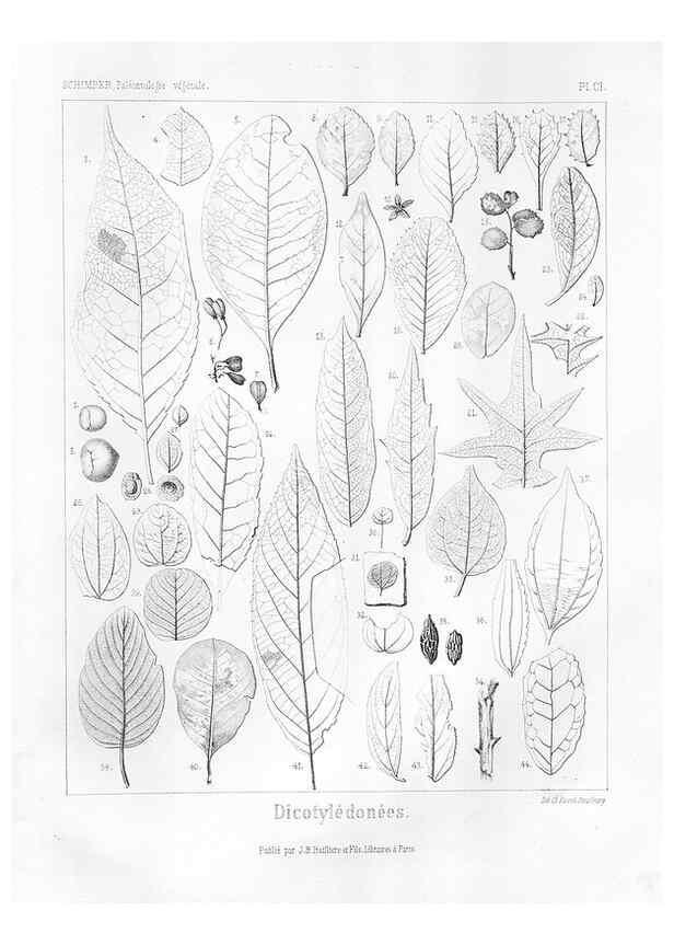 Reproducción/Reproduction 7176713369: Traité de paléontologie végétale, ou, La flore du monde primitif dans ses rapports avec les formations géologiques et la flore du monde actuel /. Paris :J.B. Baillière et fils,1869-1874.