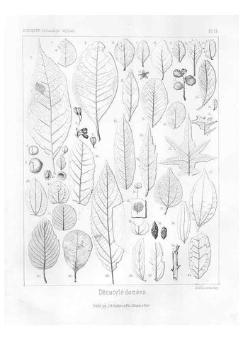 Reproducción/Reproduction 7176713369: Traité de paléontologie végétale, ou, La flore du monde primitif dans ses rapports avec les formations géologiques et la flore du monde actuel /. Paris :J.B. Baillière et fils,1869-1874.
