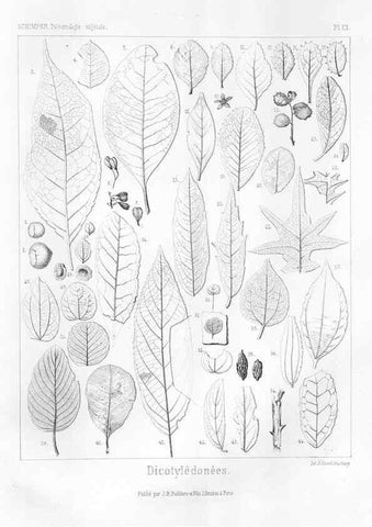 Reproducción/Reproduction 7176713369: Traité de paléontologie végétale, ou, La flore du monde primitif dans ses rapports avec les formations géologiques et la flore du monde actuel /. Paris :J.B. Baillière et fils,1869-1874.