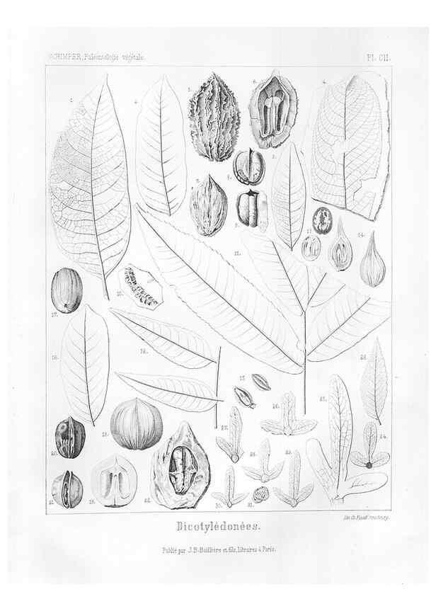 Reproducción/Reproduction 7361938530: Traité de paléontologie végétale, ou, La flore du monde primitif dans ses rapports avec les formations géologiques et la flore du monde actuel /. Paris :J.B. Baillière et fils,1869-1874.