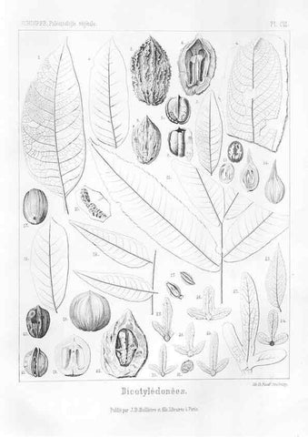 Reproducción/Reproduction 7361938530: Traité de paléontologie végétale, ou, La flore du monde primitif dans ses rapports avec les formations géologiques et la flore du monde actuel /. Paris :J.B. Baillière et fils,1869-1874.