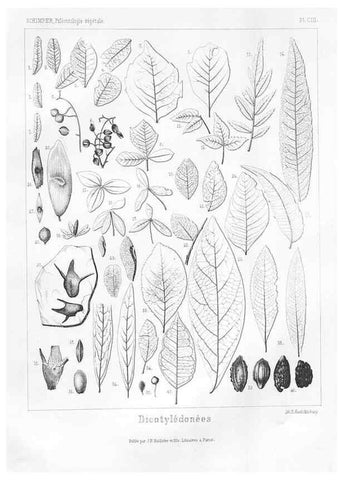 Reproducción/Reproduction 7361939894: Traité de paléontologie végétale, ou, La flore du monde primitif dans ses rapports avec les formations géologiques et la flore du monde actuel /. Paris :J.B. Baillière et fils,1869-1874.