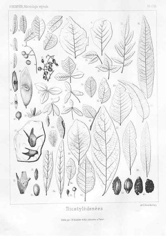 Reproducción/Reproduction 7361939894: Traité de paléontologie végétale, ou, La flore du monde primitif dans ses rapports avec les formations géologiques et la flore du monde actuel /. Paris :J.B. Baillière et fils,1869-1874.