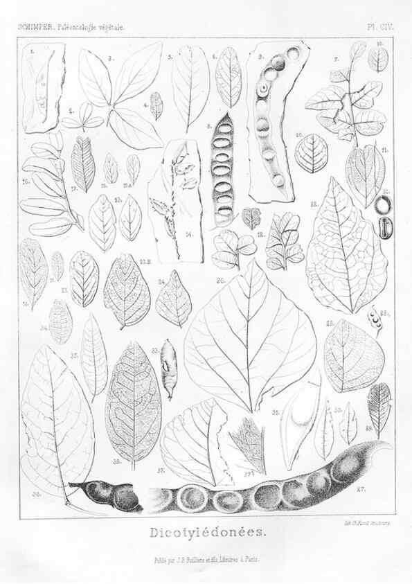 Reproducción/Reproduction 7176717801: Traité de paléontologie végétale, ou, La flore du monde primitif dans ses rapports avec les formations géologiques et la flore du monde actuel /. Paris :J.B. Baillière et fils,1869-1874.