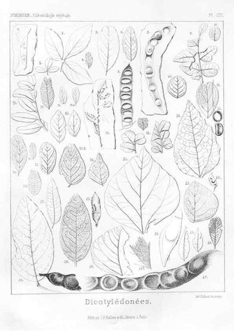 Reproducción/Reproduction 7176717801: Traité de paléontologie végétale, ou, La flore du monde primitif dans ses rapports avec les formations géologiques et la flore du monde actuel /. Paris :J.B. Baillière et fils,1869-1874.