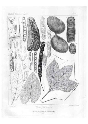 Reproducción/Reproduction 7361944694: Traité de paléontologie végétale, ou, La flore du monde primitif dans ses rapports avec les formations géologiques et la flore du monde actuel /. Paris :J.B. Baillière et fils,1869-1874.