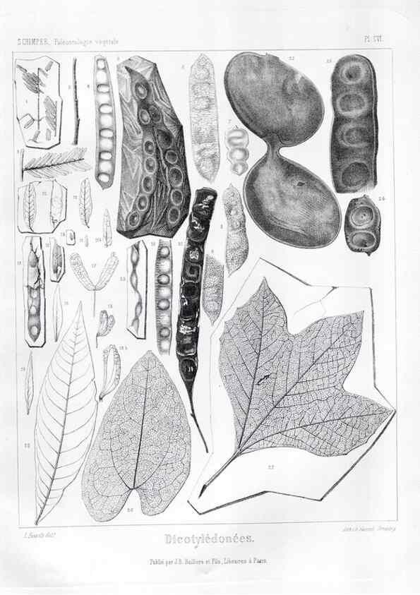Reproducción/Reproduction 7361944694: Traité de paléontologie végétale, ou, La flore du monde primitif dans ses rapports avec les formations géologiques et la flore du monde actuel /. Paris :J.B. Baillière et fils,1869-1874.