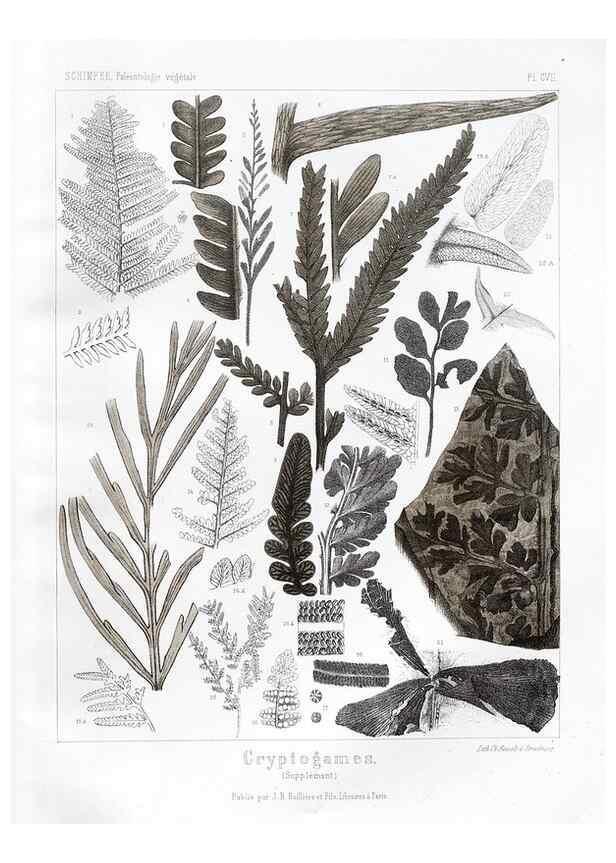 Reproducción/Reproduction 7176722859: Traité de paléontologie végétale, ou, La flore du monde primitif dans ses rapports avec les formations géologiques et la flore du monde actuel /. Paris :J.B. Baillière et fils,1869-1874.