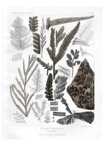 Reproducción/Reproduction 7176722859: Traité de paléontologie végétale, ou, La flore du monde primitif dans ses rapports avec les formations géologiques et la flore du monde actuel /. Paris :J.B. Baillière et fils,1869-1874.