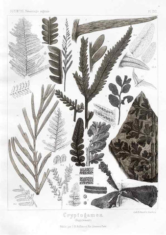 Reproducción/Reproduction 7176722859: Traité de paléontologie végétale, ou, La flore du monde primitif dans ses rapports avec les formations géologiques et la flore du monde actuel /. Paris :J.B. Baillière et fils,1869-1874.