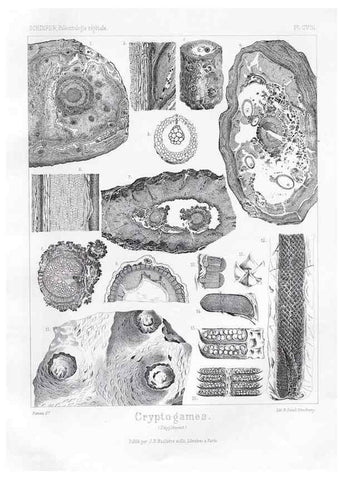 Reproducción/Reproduction 7361947498: Traité de paléontologie végétale, ou, La flore du monde primitif dans ses rapports avec les formations géologiques et la flore du monde actuel /. Paris :J.B. Baillière et fils,1869-1874.