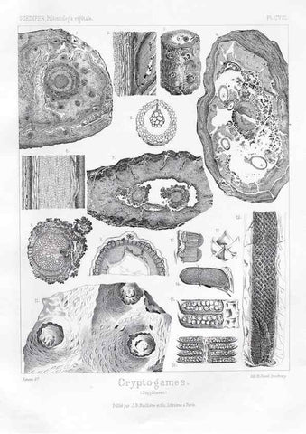 Reproducción/Reproduction 7361947498: Traité de paléontologie végétale, ou, La flore du monde primitif dans ses rapports avec les formations géologiques et la flore du monde actuel /. Paris :J.B. Baillière et fils,1869-1874.
