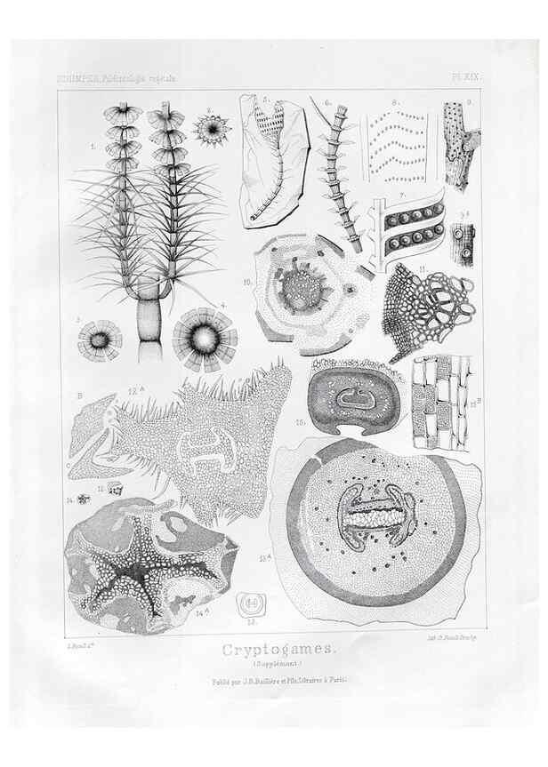 Reproducción/Reproduction 7361948864: Traité de paléontologie végétale, ou, La flore du monde primitif dans ses rapports avec les formations géologiques et la flore du monde actuel /. Paris :J.B. Baillière et fils,1869-1874.